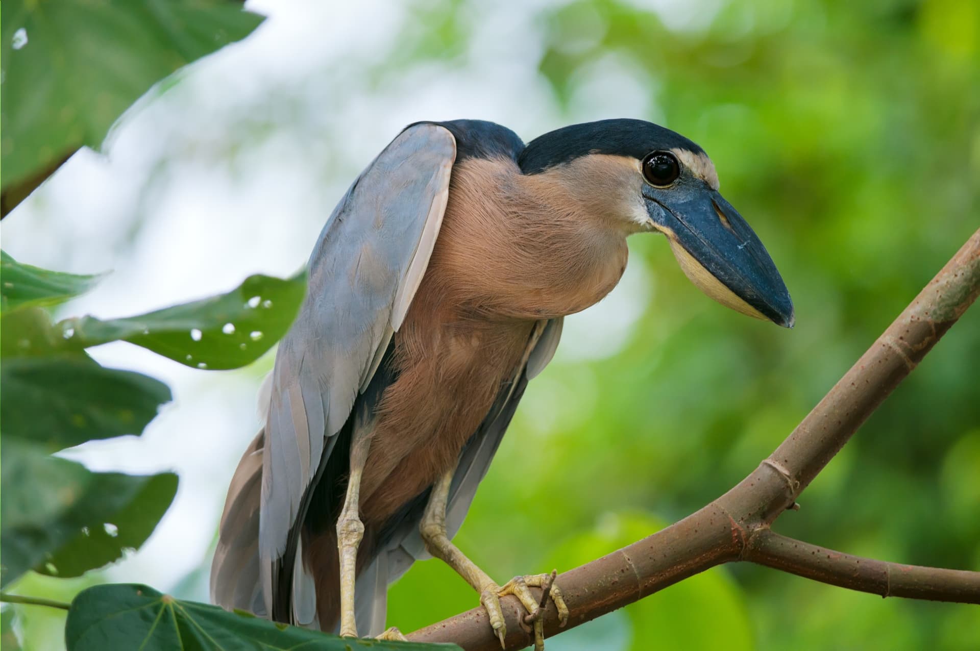 Carara National Park
