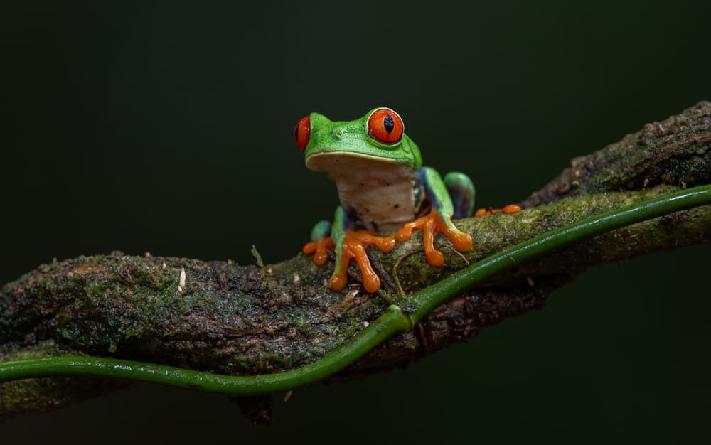 Frogs of Costa Rica: Which Species to Observe?