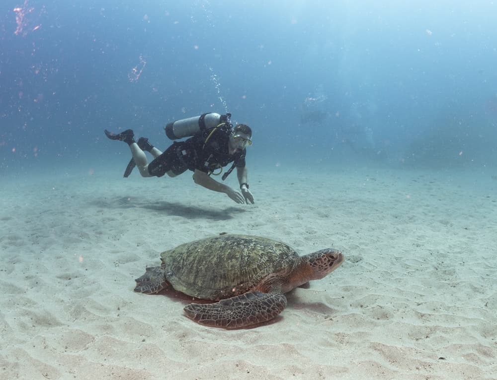 The Best Diving Spots in Costa Rica