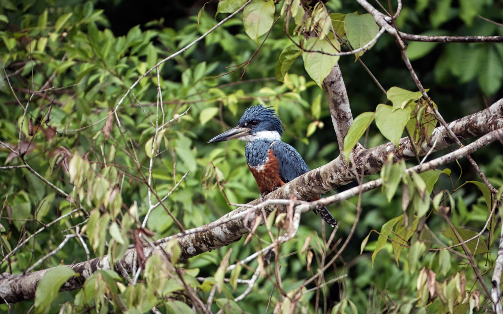 Caño Negro National Wildlife Refuge